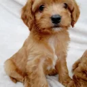 Cavapoo