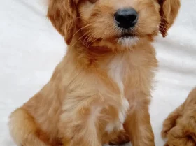 Cavapoo