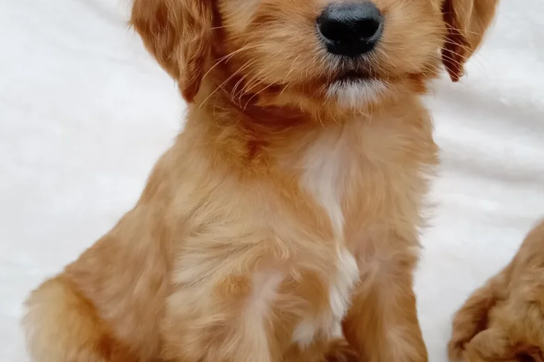Cavapoo