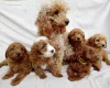 Cavapoo