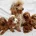 Cavapoo
