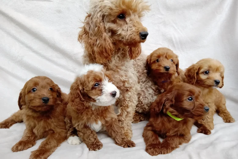 Cavapoo