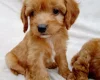 Cavapoo