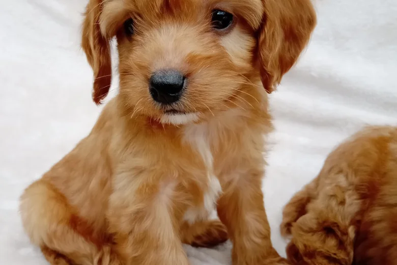 Cavapoo