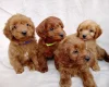 Cavapoo