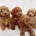 Cavapoo
