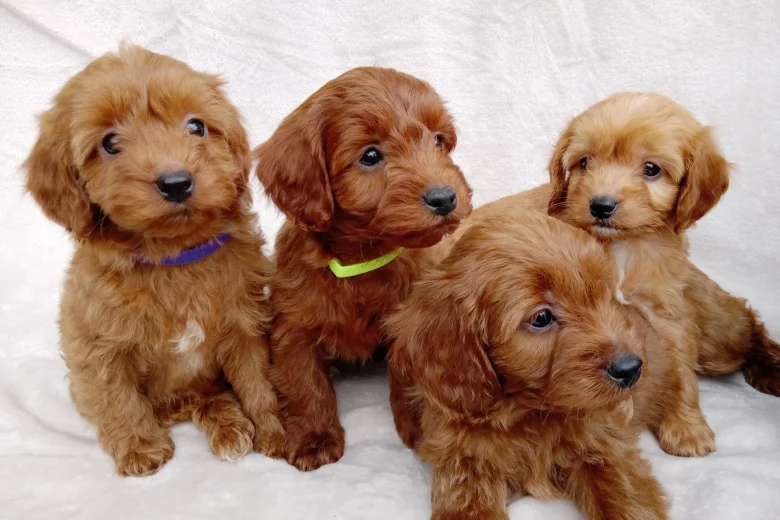 Cavapoo