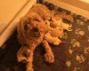 Cavapoo
