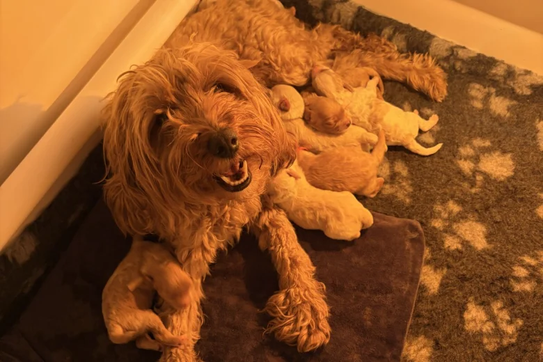 Cavapoo