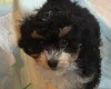 Cavapoo