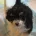 Cavapoo