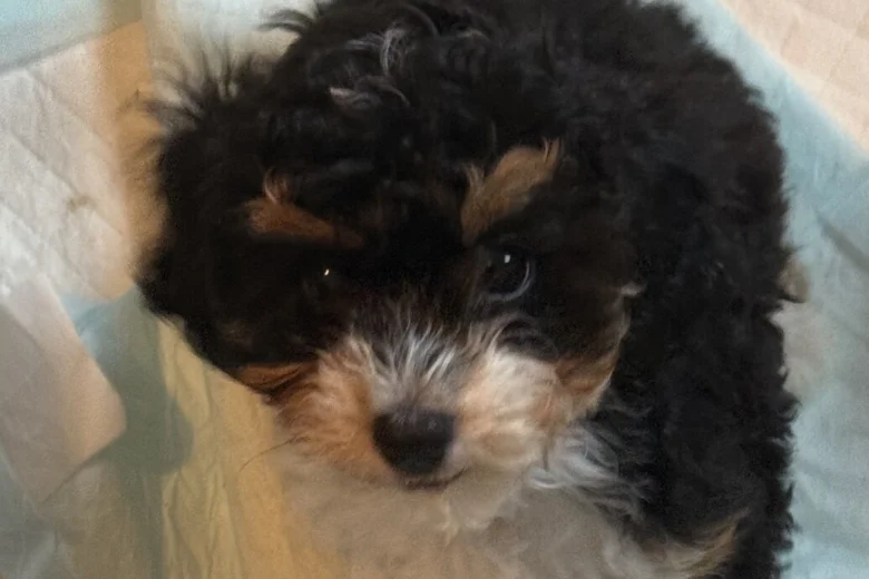 Cavapoo