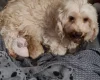Cavapoo