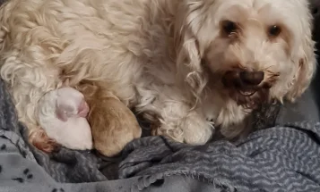 Cavapoo