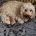 Cavapoo