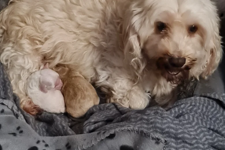 Cavapoo