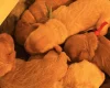 Cavapoo