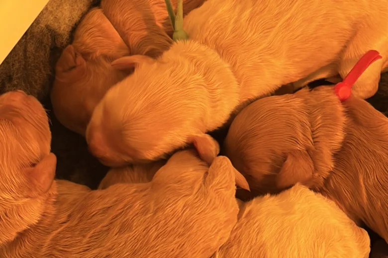 Cavapoo