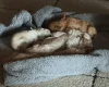 Cavapoo