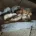 Cavapoo