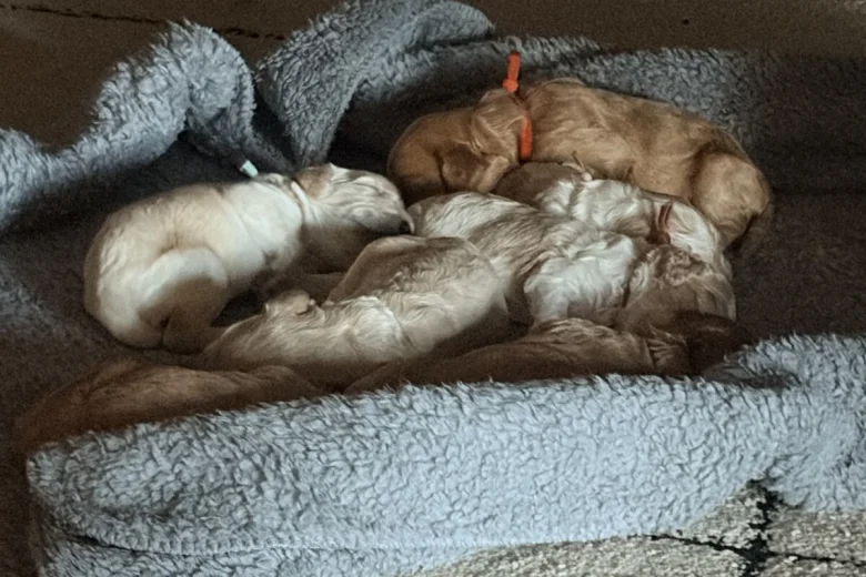 Cavapoo