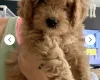 Cavapoo