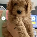 Cavapoo