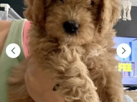 Cavapoo