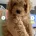 Cavapoo