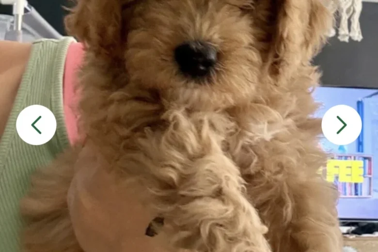 Cavapoo