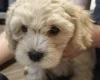 Cavapoo