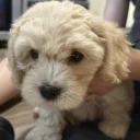 Cavapoo
