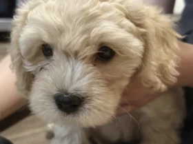 Cavapoo