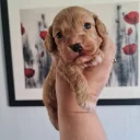 Cavapoo