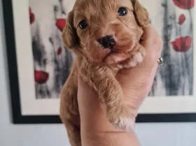 Cavapoo