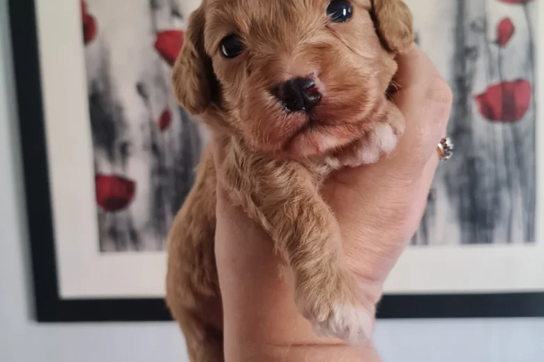 Cavapoo