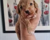 Cavapoo