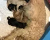 Cavapoo