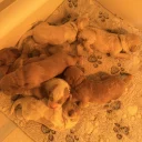 Cavapoo