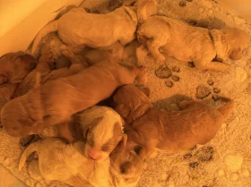 Cavapoo