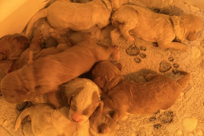 Cavapoo