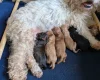 Cavapoo