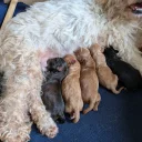 Cavapoo