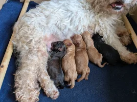 Cavapoo