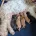 Cavapoo