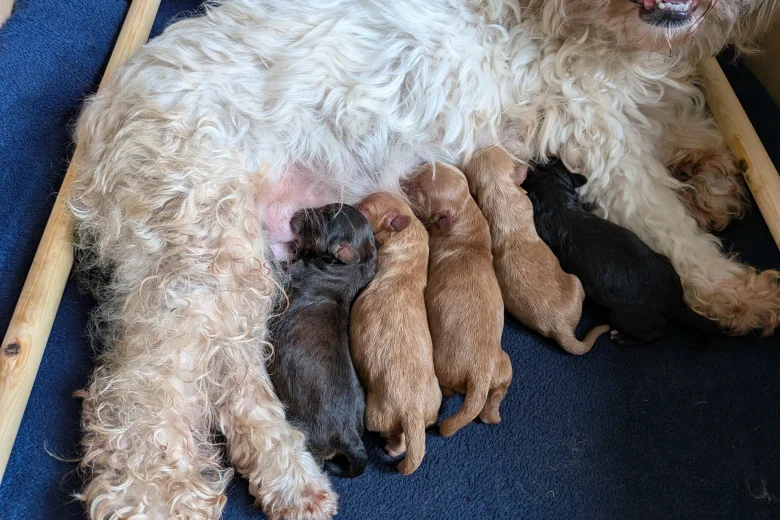 Cavapoo