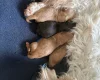Cavapoo