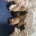 Cavapoo