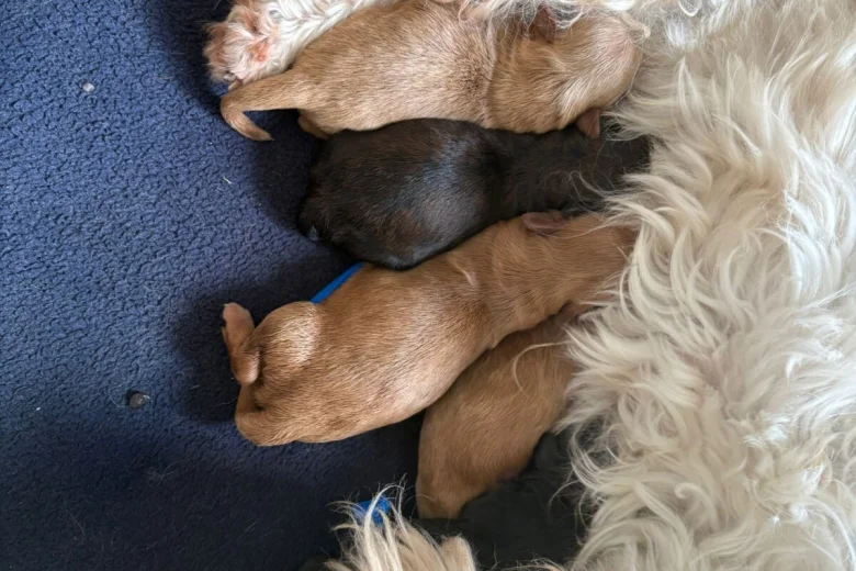 Cavapoo