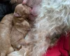 Cavapoo